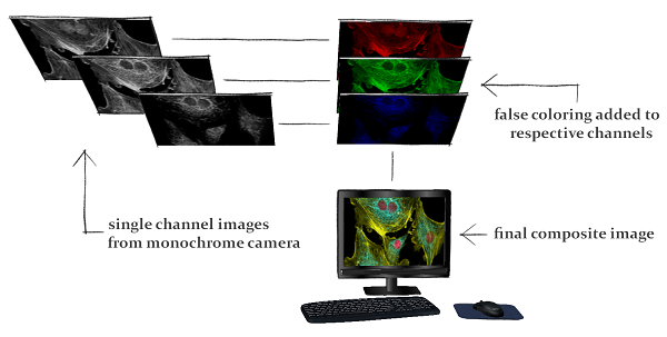 illustration of using single channels to make final composite image