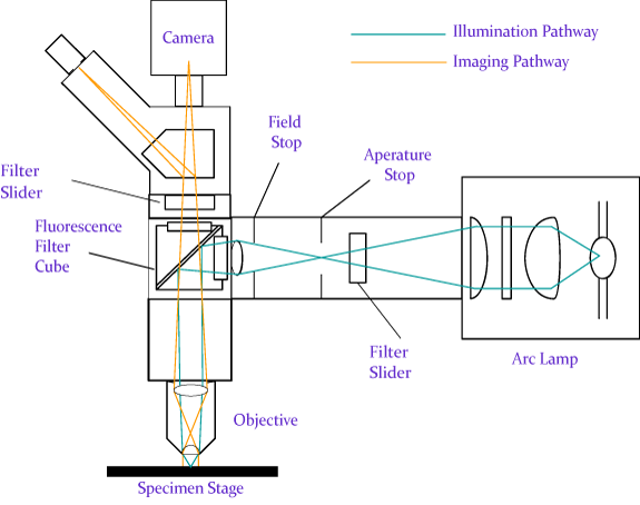 microscope diagram