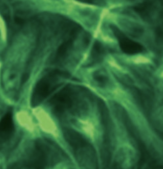fluorescence microscopy green nuerons
