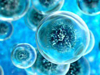 fluorescence microscopy blue cells